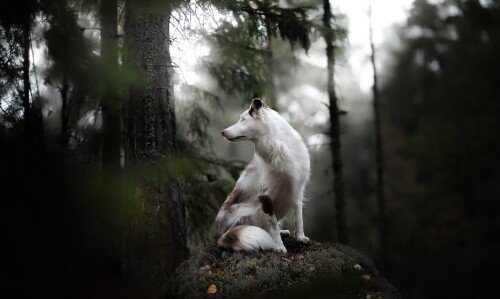 dogs3_1570.jpg
