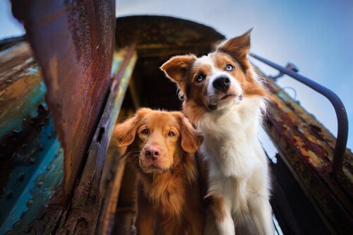 dogs3_1577.jpg