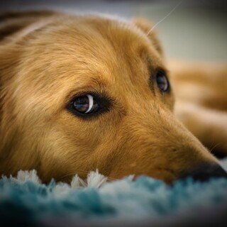 dogs3_1599