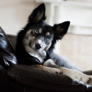 dogs3_1602
