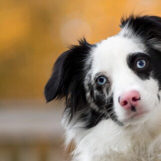 dogs3_1613