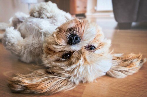 dogs3_1620.jpg