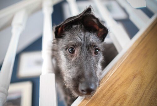 dogs3_1634.jpg