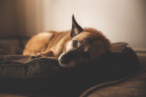dogs3_1635.jpg