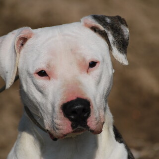 dogs3_1640