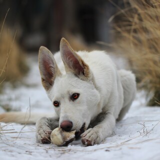 dogs3_1651