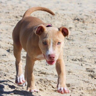 dogs3_1661
