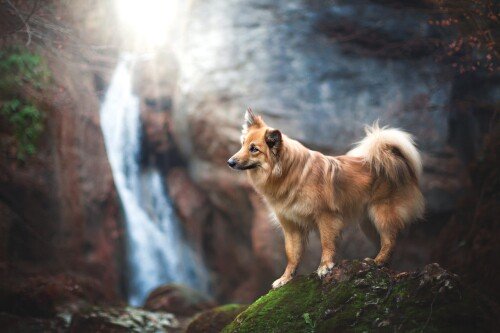 dogs3_1663.jpg