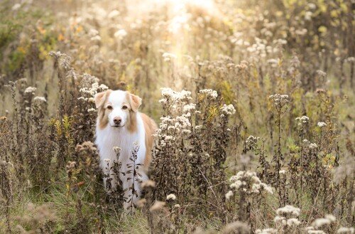 dogs3_1672.jpg