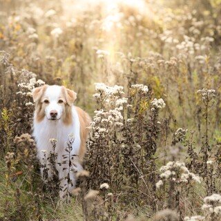 dogs3_1672
