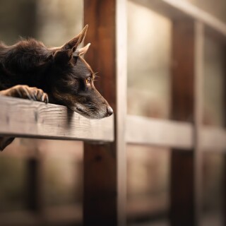 dogs3_1673