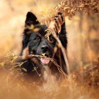 dogs3_1675
