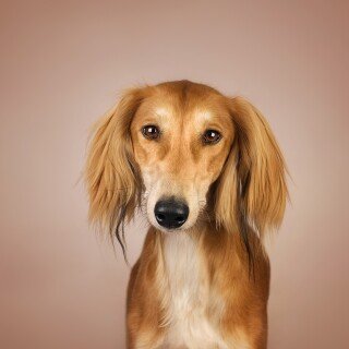 dogs3_1676
