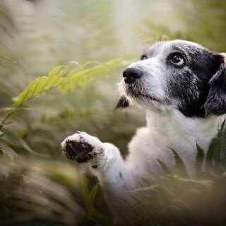 dogs3_1680