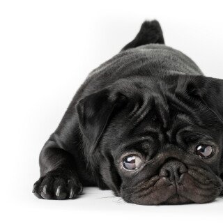 dogs3_1696