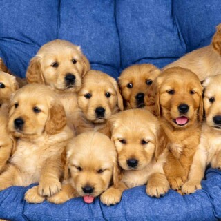 dogs3_1700
