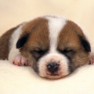 dogs3_1709